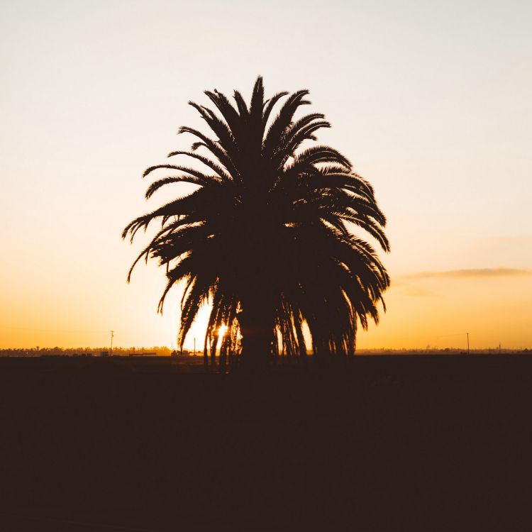 palm tree during golden hour