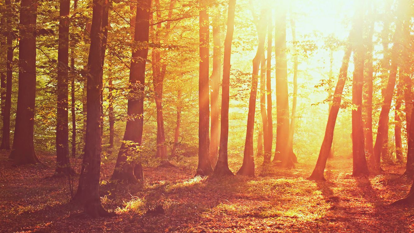 Braune Bäume Mit Sonnenstrahlen. Wallpaper in 2560x1440 Resolution