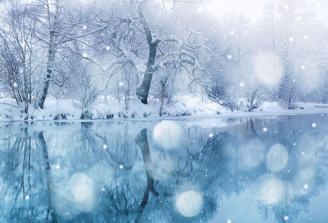 leafless tree on snow covered ground