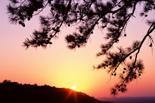 Image silhouette of trees during sunset