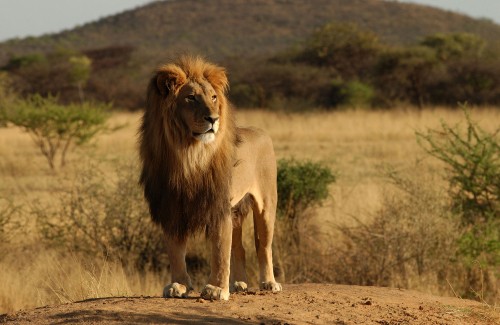 Image lion walking on brown field during daytime