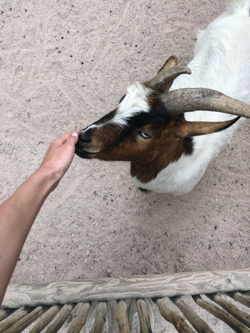 Image goat, horn, terrestrial animal, goats, snout