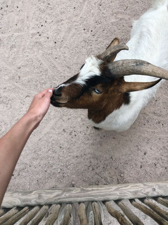 goat, horn, terrestrial animal, goats, snout