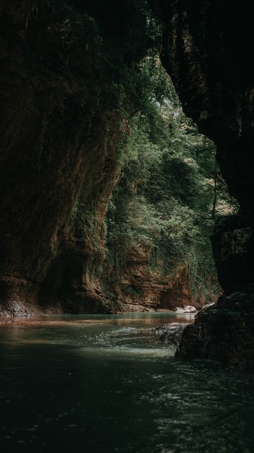 Image Trunk, rock, formation, tree, forest