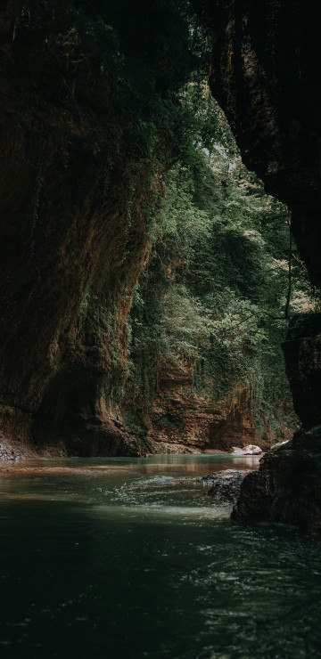 Image Trunk, rock, formation, tree, forest