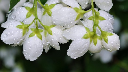 Image flower, rose, white, flowering plant, plant