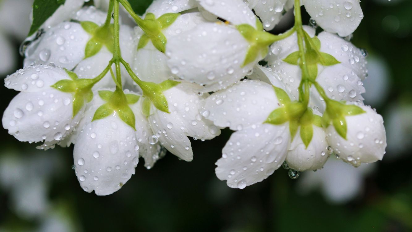 flower, rose, white, flowering plant, plant