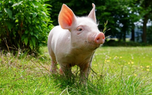 Image pink pig on green grass during daytime