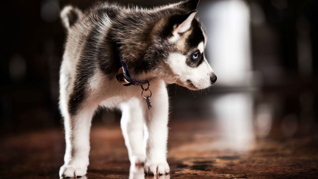 Black and White Siberian Husky Puppy. Wallpaper in 2560x1440 Resolution