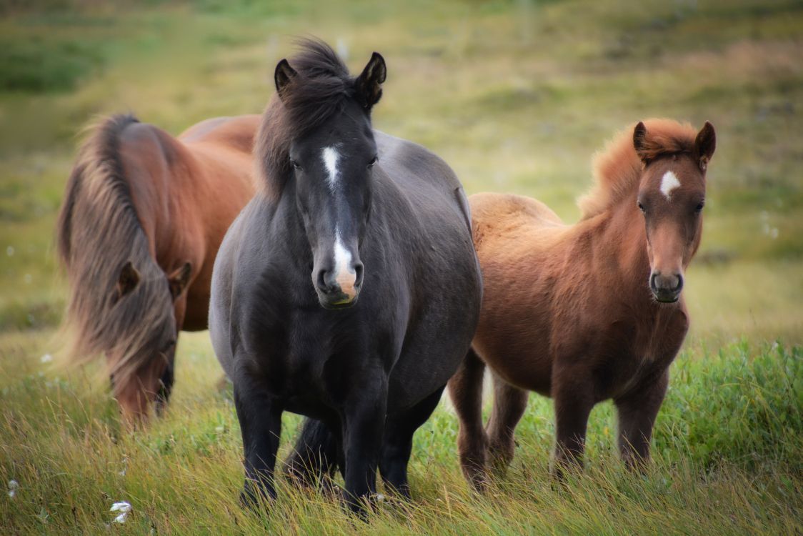 farm animals horses, foal, mare, camargue horse, animal sanctuary