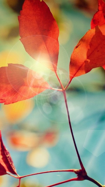 Image red leaves in tilt shift lens