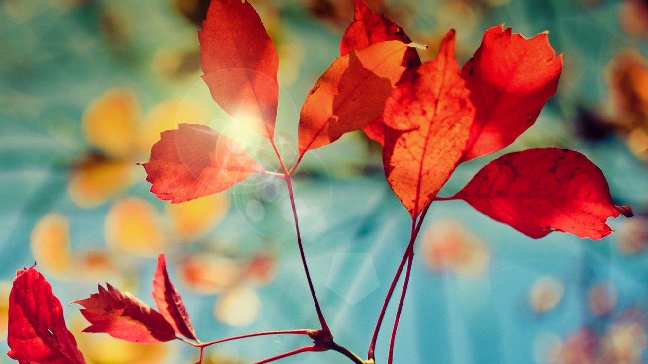 red leaves in tilt shift lens