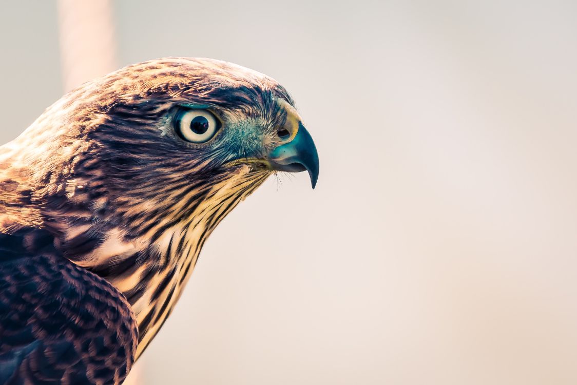 Hibou Marron et Bleu en Photographie Rapprochée. Wallpaper in 4096x2731 Resolution