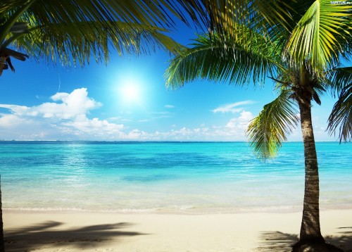 Image green palm tree on beach during daytime