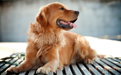 Image golden retriever puppy on black and white stripe textile