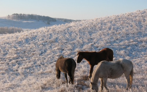 Image three horses on white field during daytime