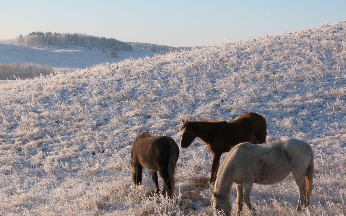 Three Horses on White Field During Daytime. Wallpaper in 2880x1800 Resolution
