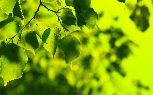 Image green leaves on brown stem