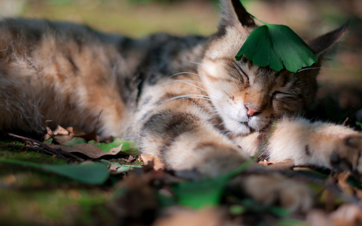 Chat Tigré Brun Allongé Sur L'herbe Verte Pendant la Journée. Wallpaper in 2560x1600 Resolution
