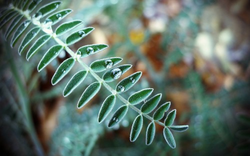 Image green leaves in tilt shift lens