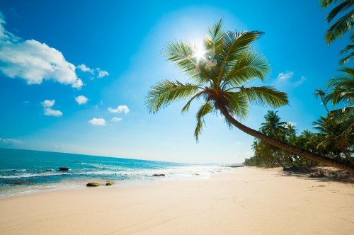 Image green palm tree on white sand beach during daytime