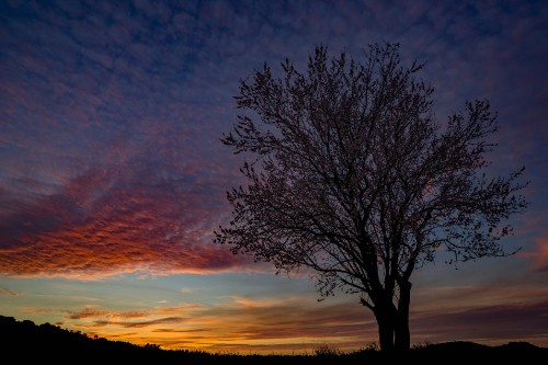 Image leafless tree under orange and blue sky