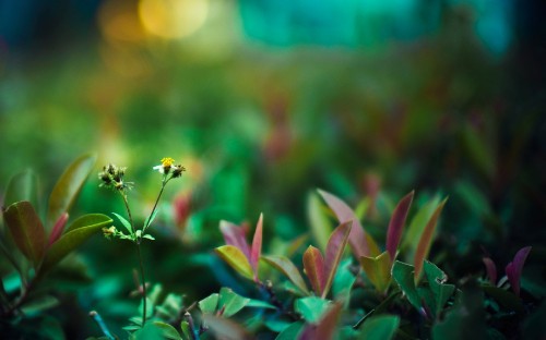 Image green and purple leaves plant