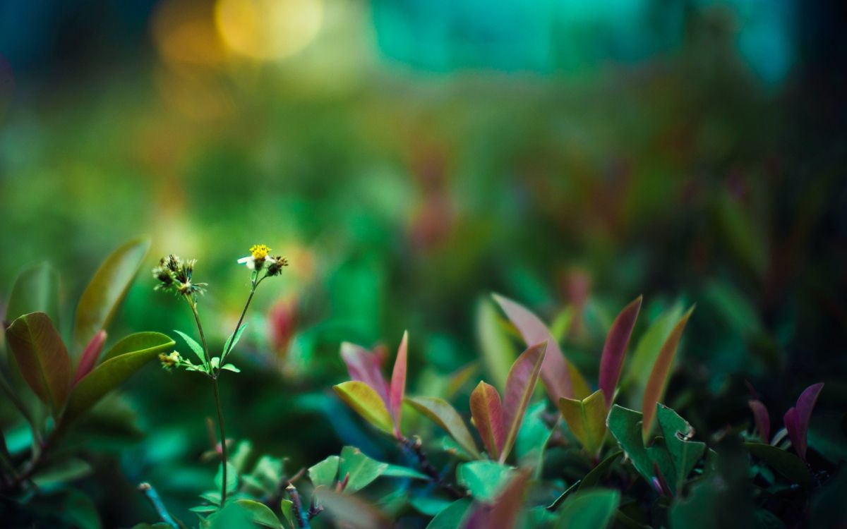 green and purple leaves plant