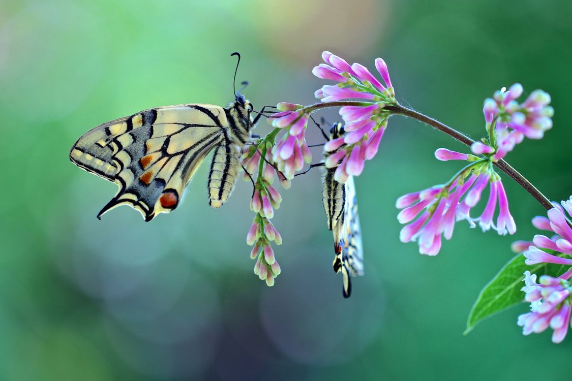 tiger swallowtail butterfly perched on pink flower in close up photography during daytime