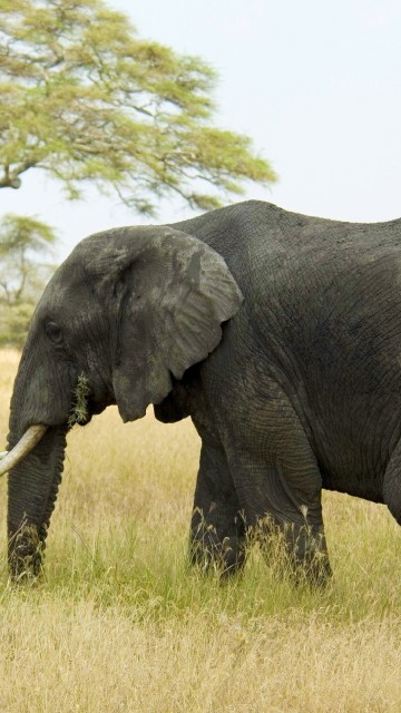 Image black elephant on green grass field during daytime