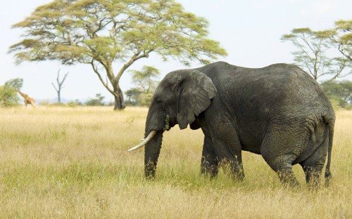 Image black elephant on green grass field during daytime