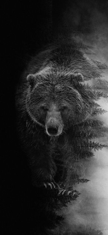 Grizzlybären, Bears, American Black Bear, Kodiak Bär, Kopf. Wallpaper in 1407x3045 Resolution