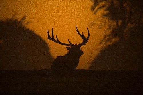 Image brown deer on brown field during sunset