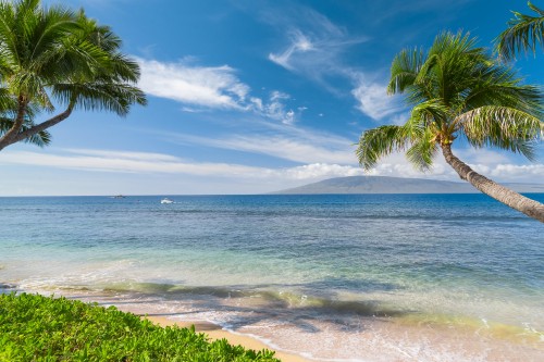 Image green palm tree near sea under blue sky during daytime