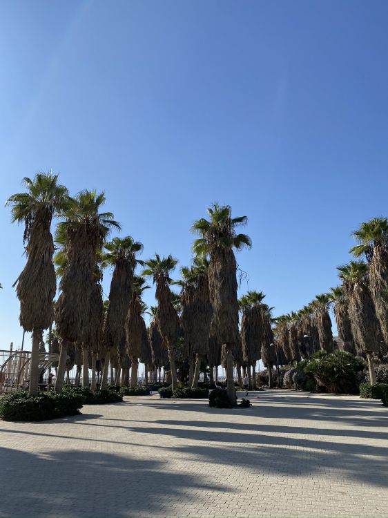 palm trees, tourism, Date palm, tourist attraction, body of water