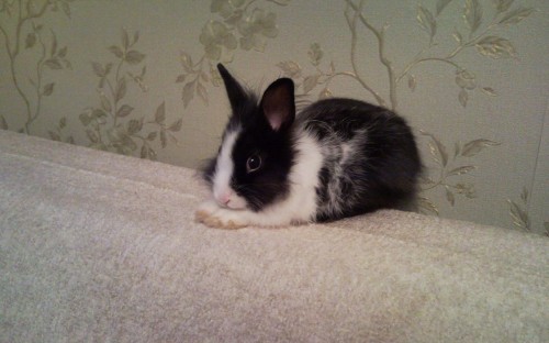 Image black and white rabbit on white textile