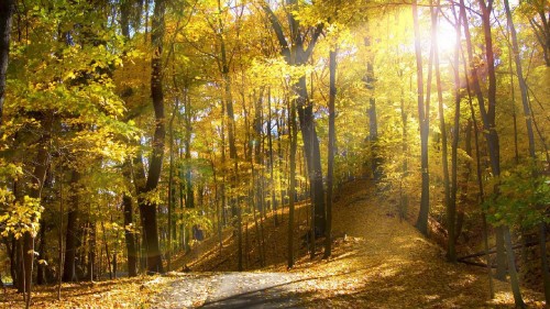 Image green trees on forest during daytime