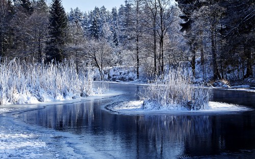 Image snow covered trees beside river during daytime