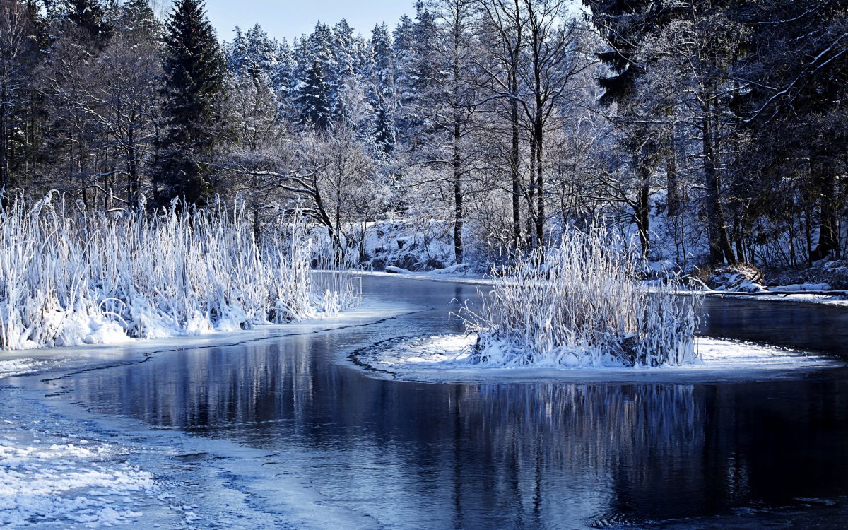 snow covered trees beside river during daytime