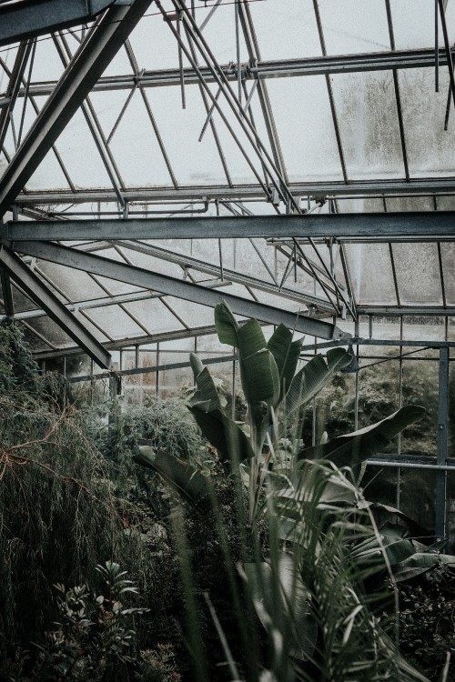 Image green plants inside greenhouse during daytime