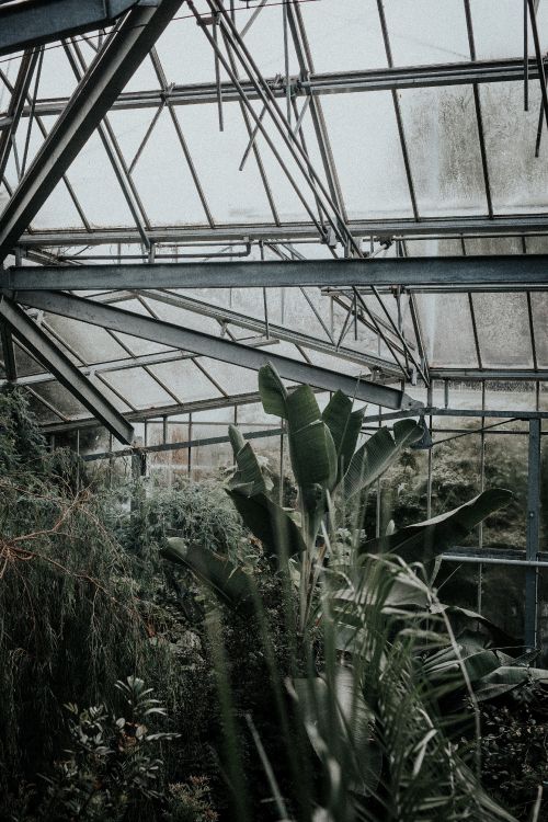 green plants inside greenhouse during daytime