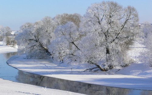 Image white trees on snow covered ground during daytime