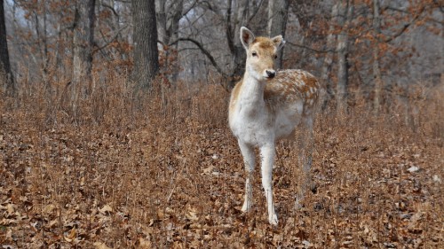 Image brown and white deer standing on brown dried leaves during daytime