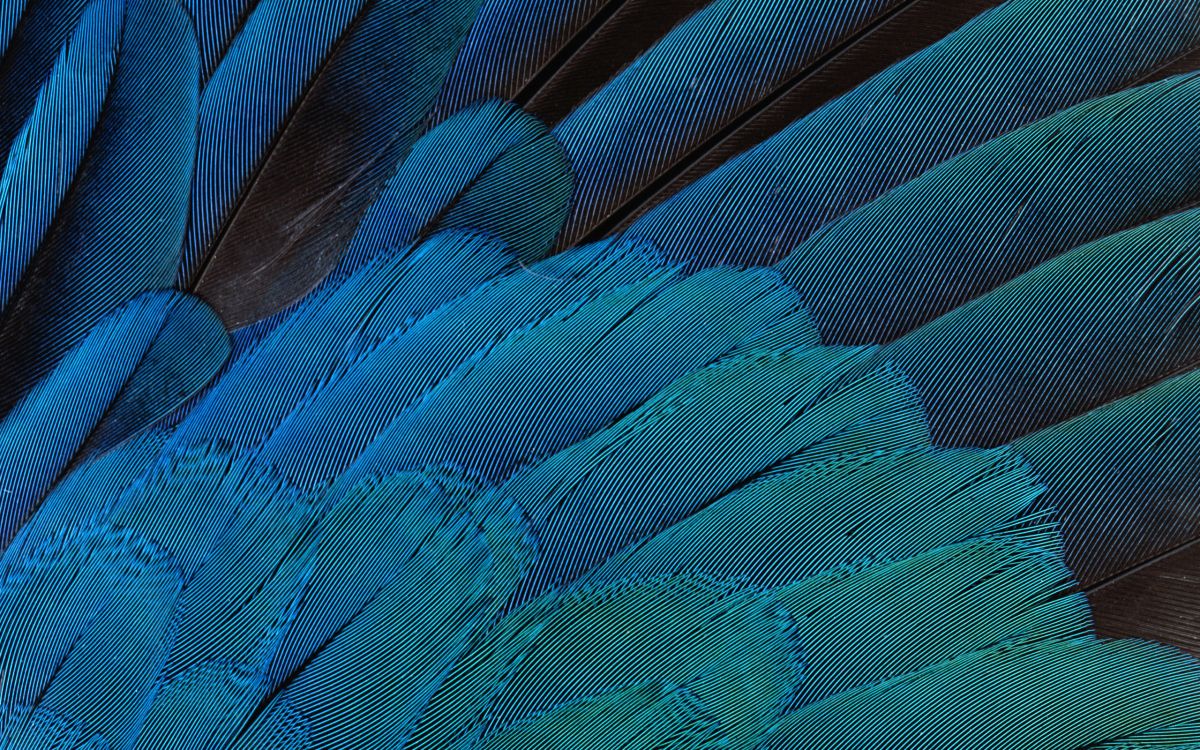 Plume Bleu Rouge et Vert. Wallpaper in 2560x1600 Resolution