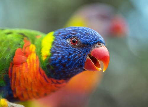 Image blue yellow and red bird