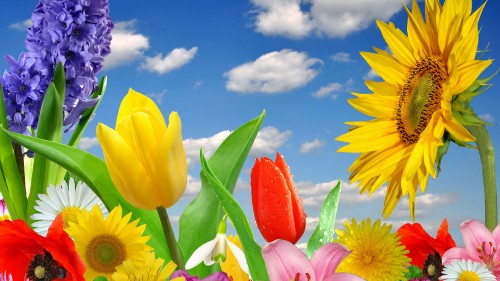 Image flower, cloud, plant, daytime, green