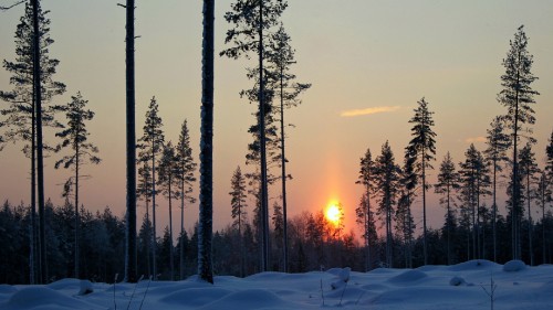 Image snow covered trees during sunset