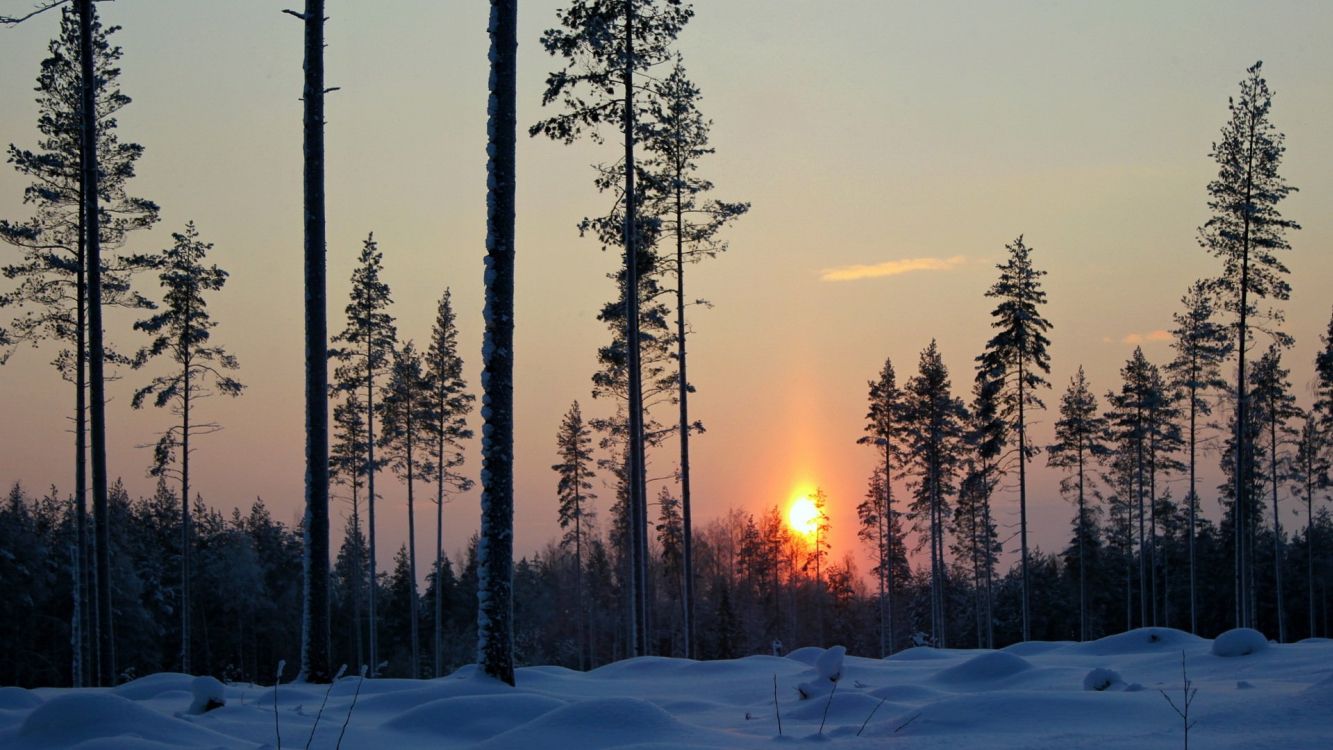 snow covered trees during sunset