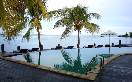 Image green coconut palm tree near body of water during daytime