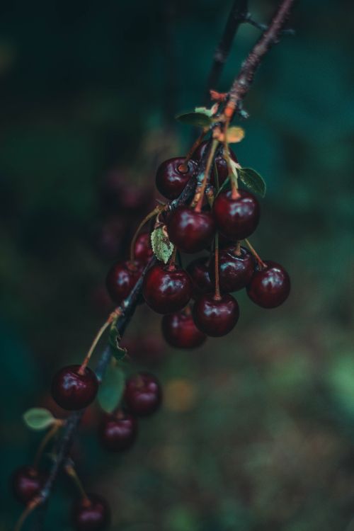 Fruits Ronds Rouges en Photographie Rapprochée. Wallpaper in 4000x6000 Resolution